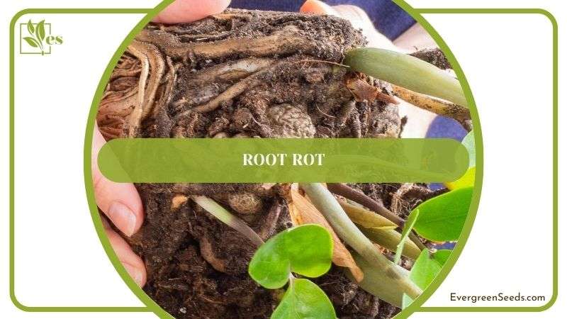 ZZ Plant Root Rot Issue