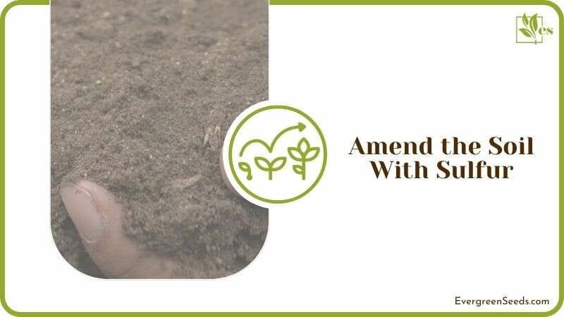 Amend the Soil With Sulfur