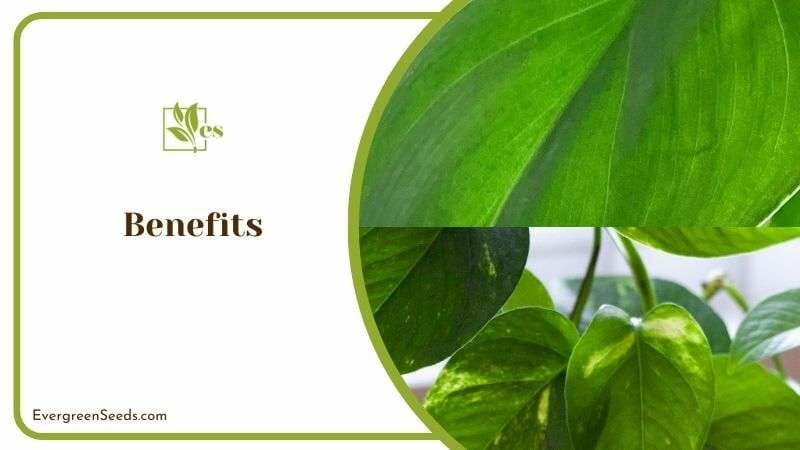 Benefits of Silver Stripe Plants