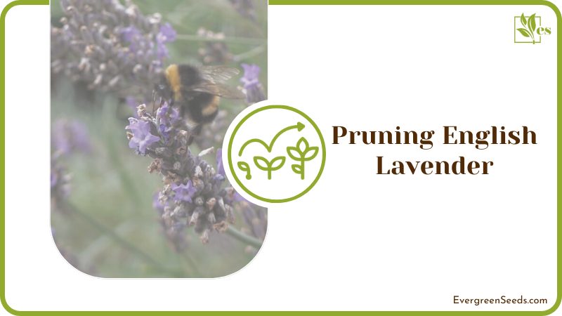 Care for English Lavender