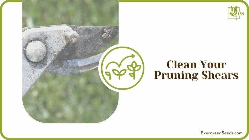 Clean Your Pruning Shears
