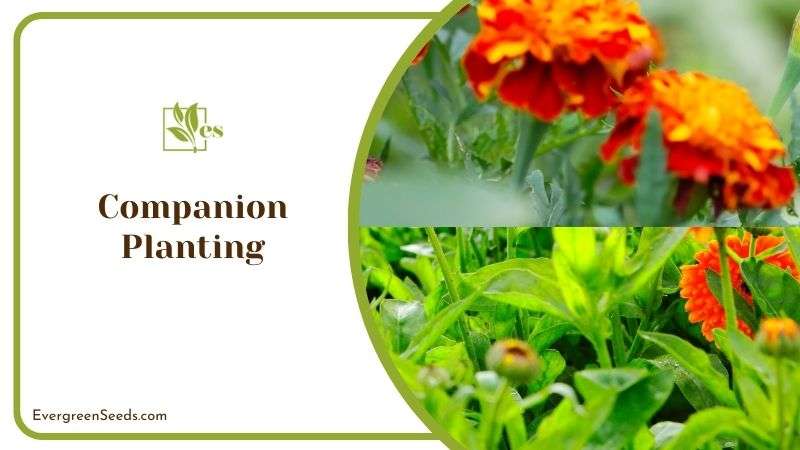 Companion Planting to Avoid Orange Bugs