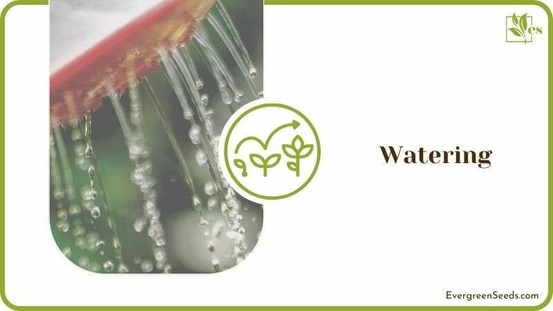 Eucalyptus Proper Watering Method