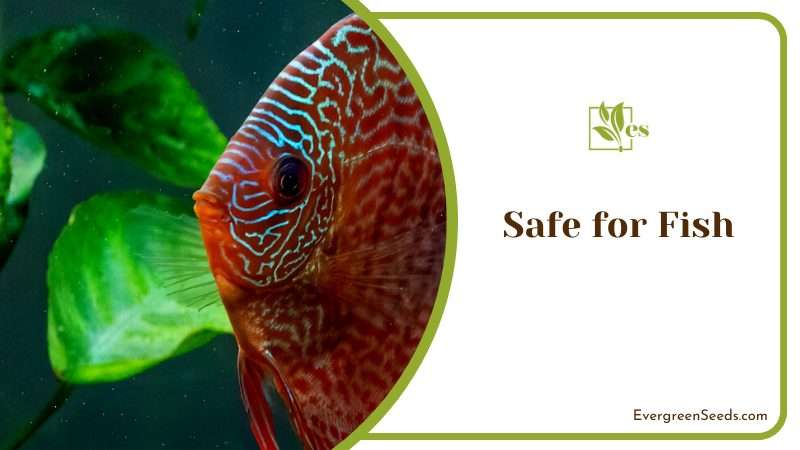 Fish Safe Pothos Plants