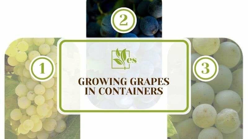Growing Grapes in Containers
