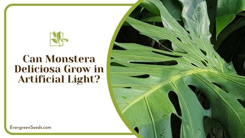 Growing Monstera Deliciosa in Artificial Light