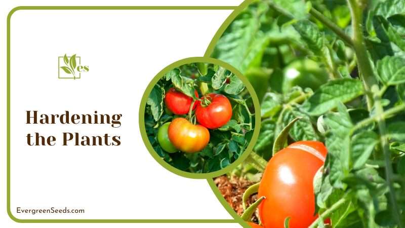 Hardening Tomato Plants