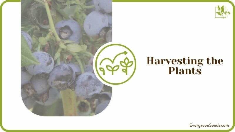 Harvesting the Blueberry Plants