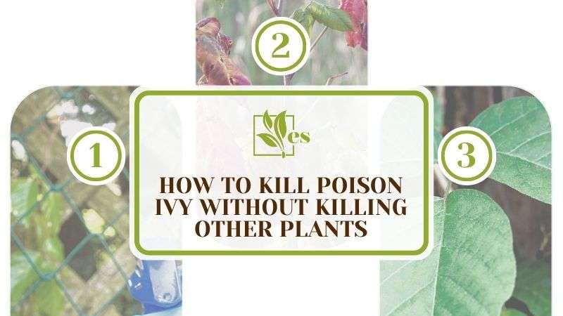 How To Kill Poison Ivy Without Killing Other Plants