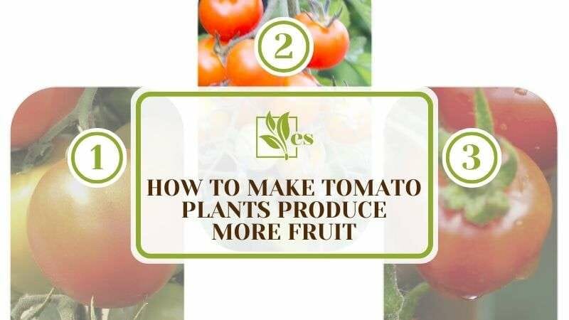 How To Make Tomato Plants Produce More Fruit