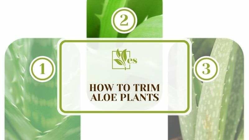 How To Trim Aloe Plants