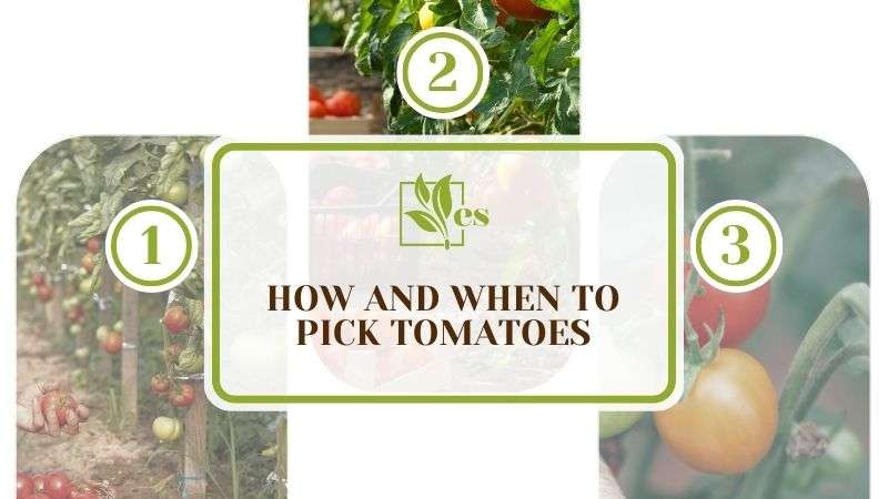How and When To Pick Tomatoes
