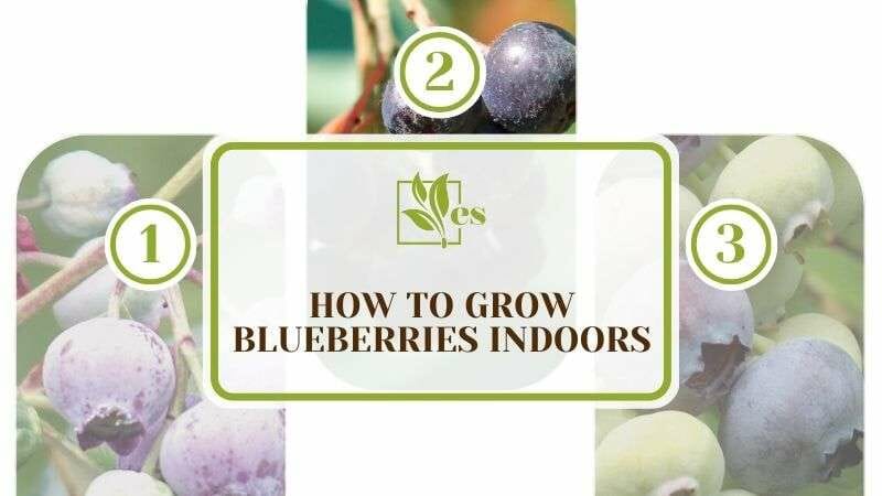 How to Grow Blueberries Indoors