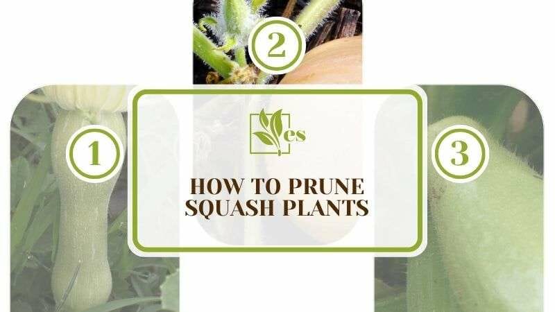 How to Prune Squash Plants