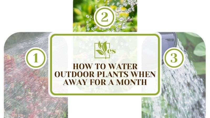 How to Water Outdoor Plants When Away for a Month
