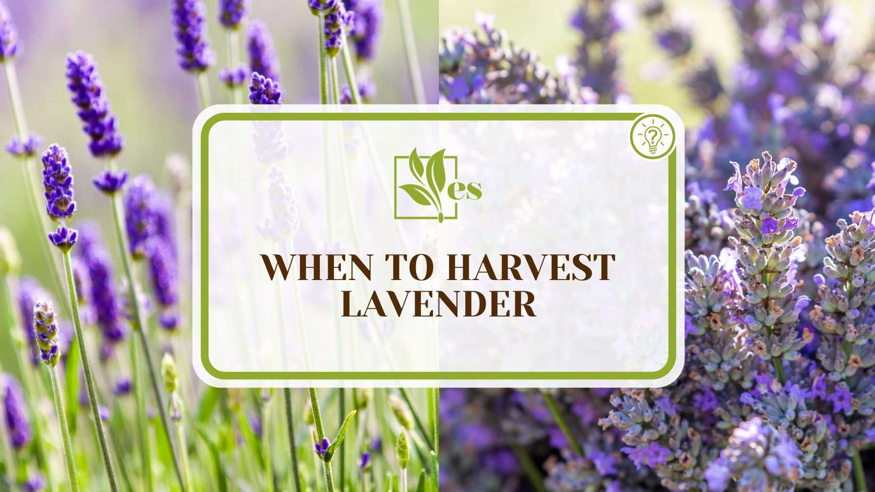 Ideal Timing to Harvest Lavender