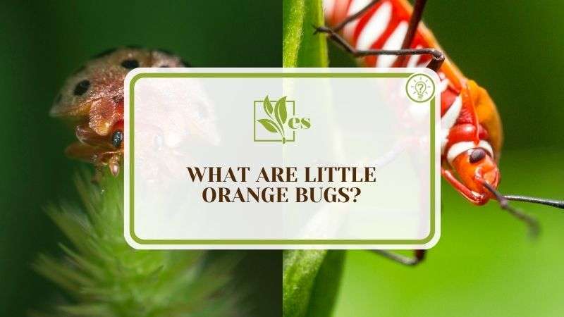 Little Orange Bugs