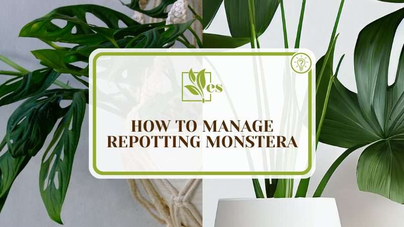 Manage Repotting Monstera