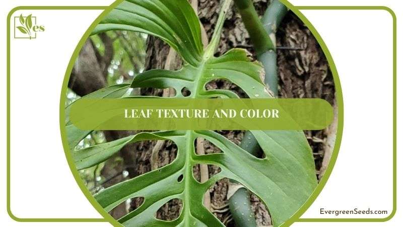 Monstera Plant Leaf Texture and Color