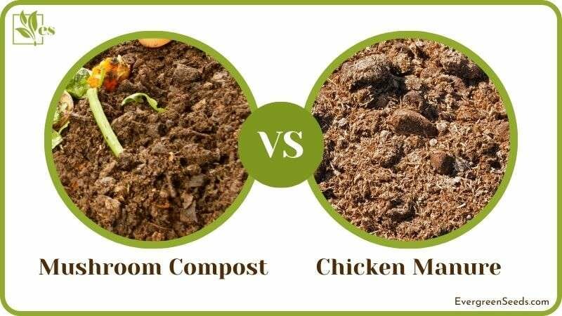 Mushroom Compost Vs. Chicken Manure