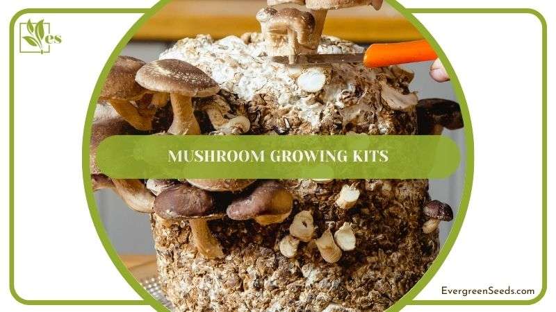 Mushroom Growing Kits