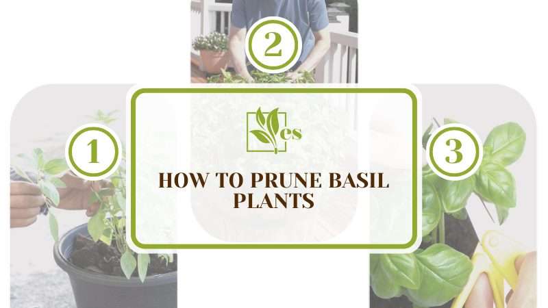 Prune Basil Plants The Proper Way