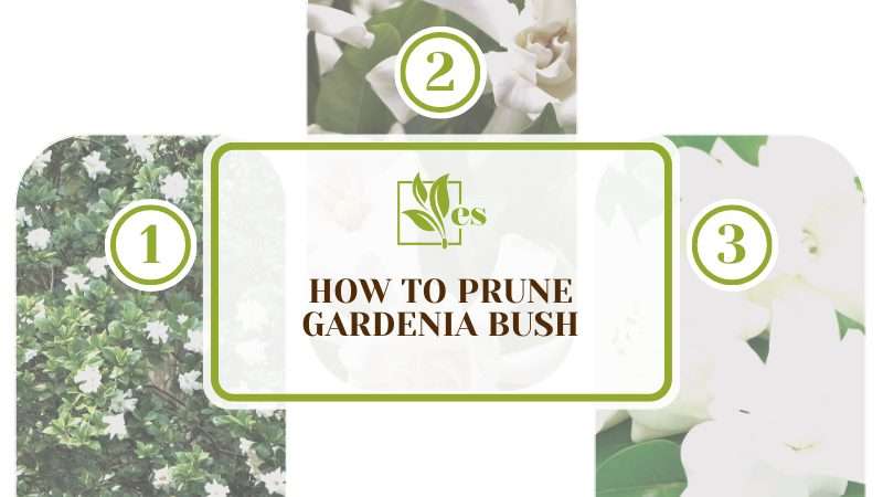 Prune Gardenia Bush