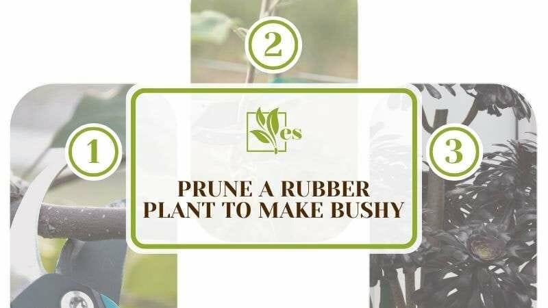 Prune a Rubber Plant To Make Bushy