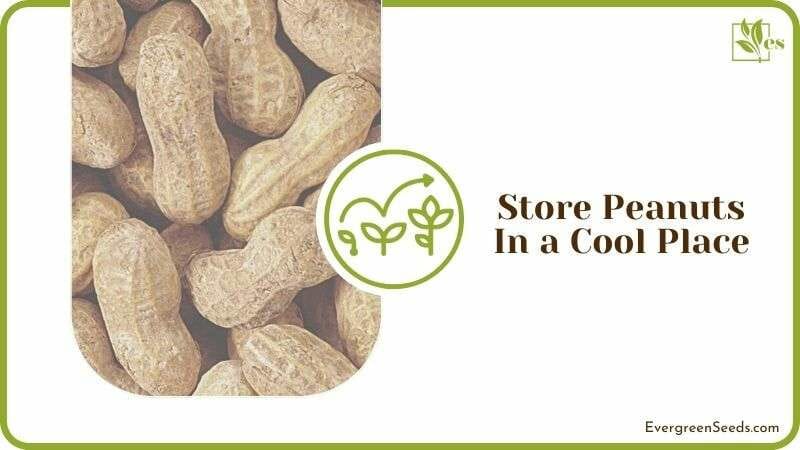 Store Peanuts in a Cool Place