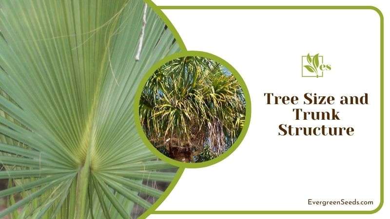 Tree Size and Trunk Structure of Palmetto Tree