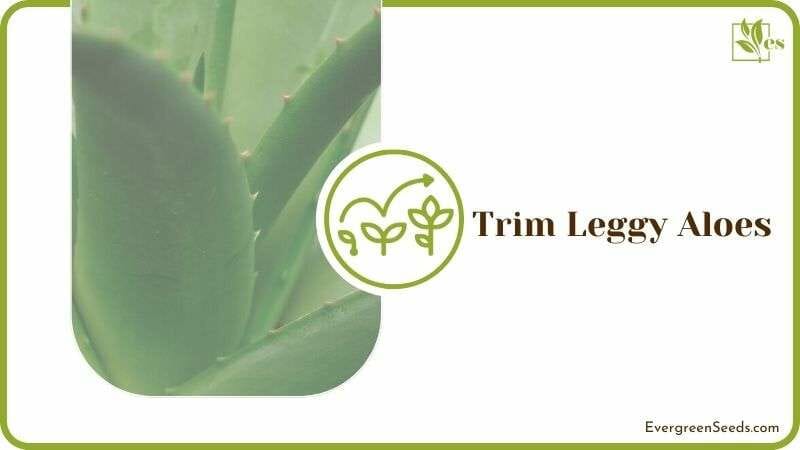Trim Leggy Aloes