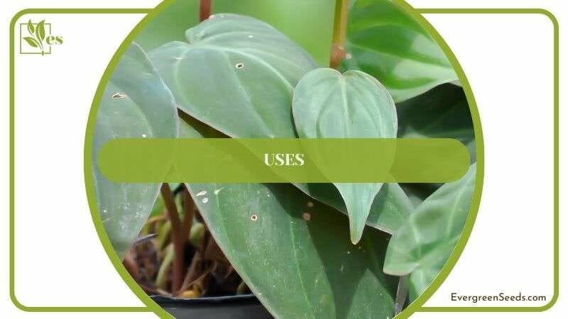 Uses of Philodendron