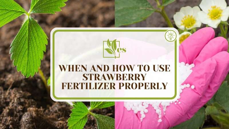 Using Strawberry Fertilizer Properly