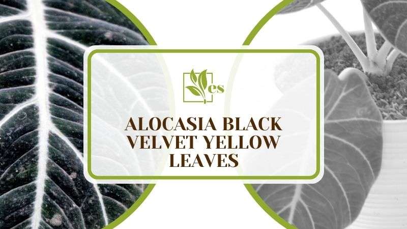 Alocasia Black Velvet Yellow Leaves
