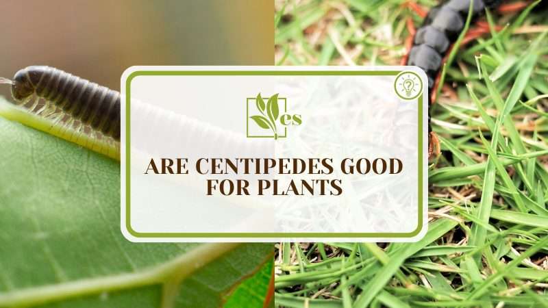 Benefits of Centipedes for Plants