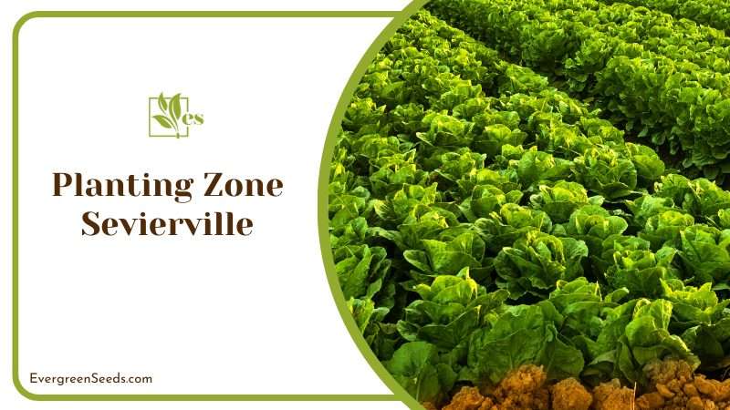 Best Crops To Grow in Sevierville