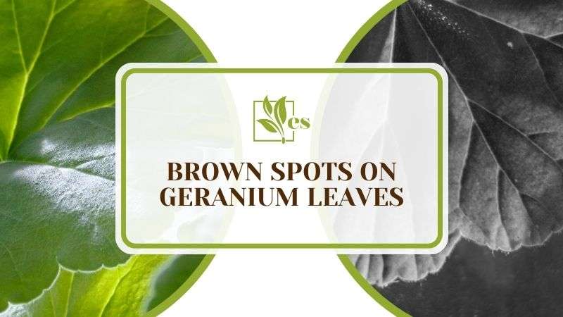 Brown Spots on Geranium Leaves