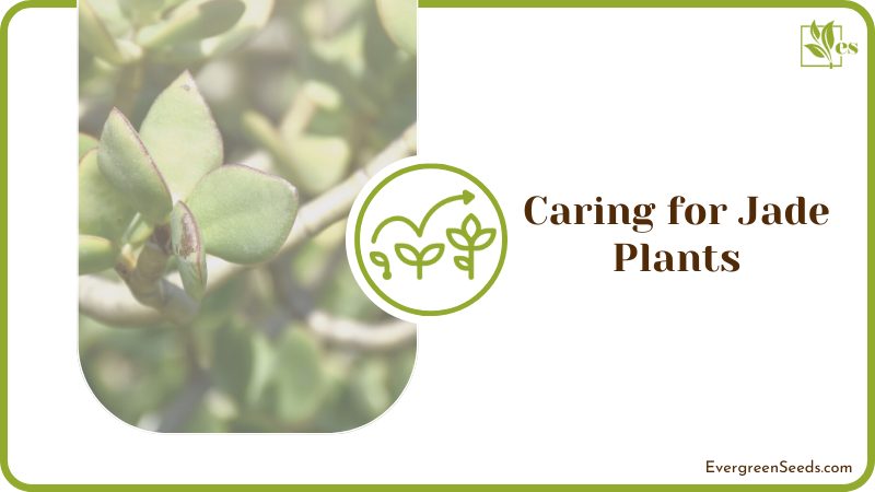 Caring for Jade Plants