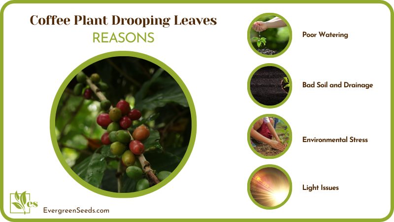 Causes of Drooping Leaves