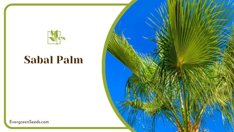Characteristics of Sabal Palm
