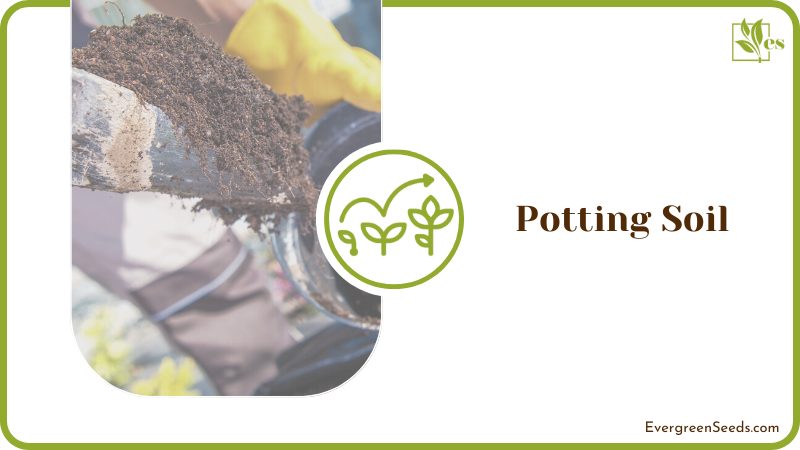 Choosing the Right Potting Soil