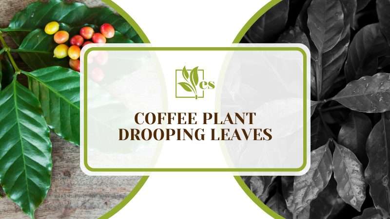 Coffee Plant Drooping Leaves