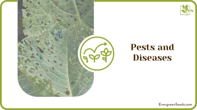 Dealing with Plant Pests
