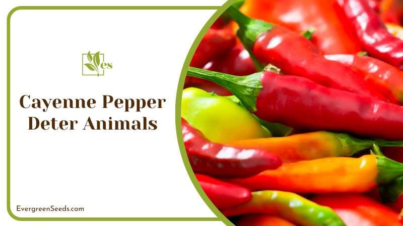Deter Animals from Gardens Using Cayenne Pepper