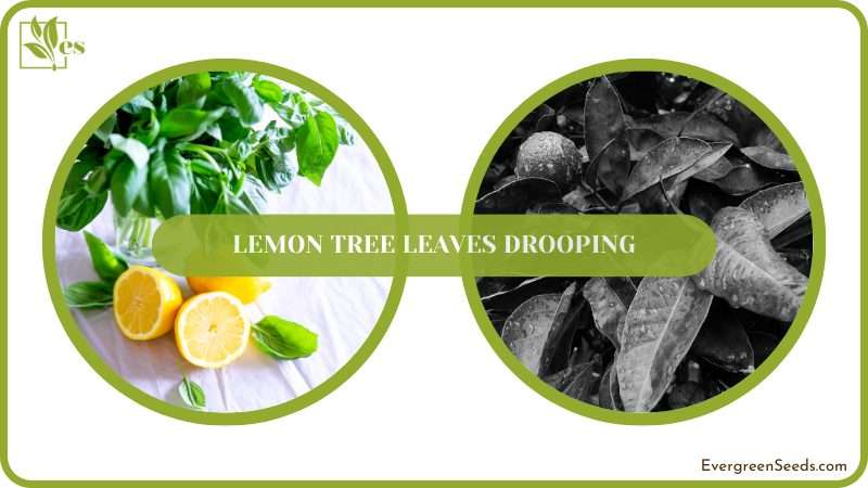 Drooping Citrus Leaves