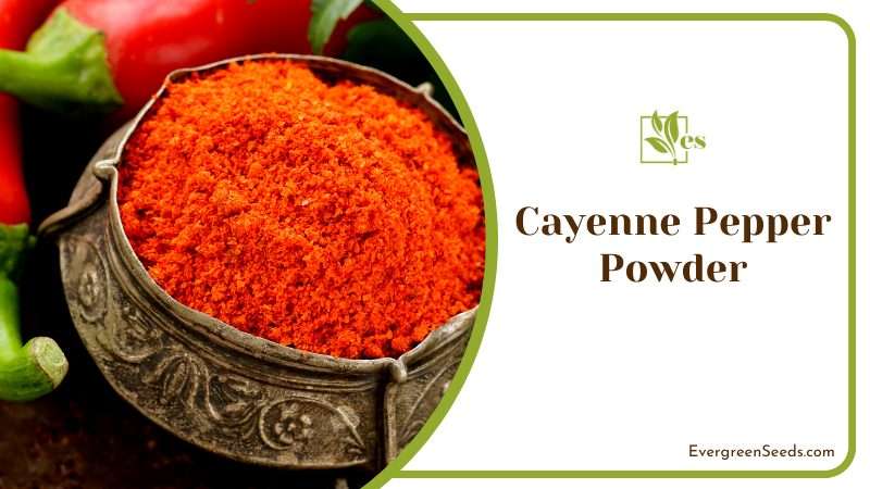 Enhance Cayenne Pepper Longevity on Plants