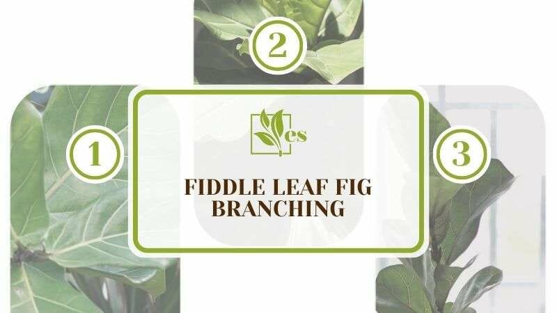 Fiddle Leaf Fig Branching