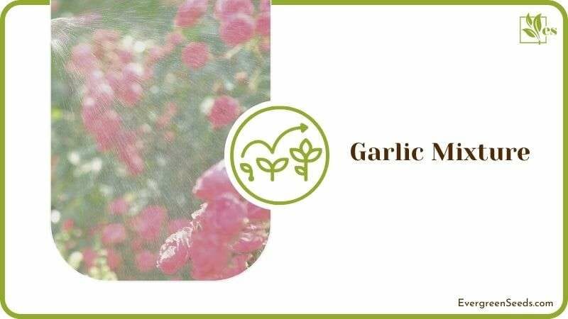 Garlic Mixture for Bugs