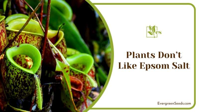 Growing Pitcher Plants in a Garden