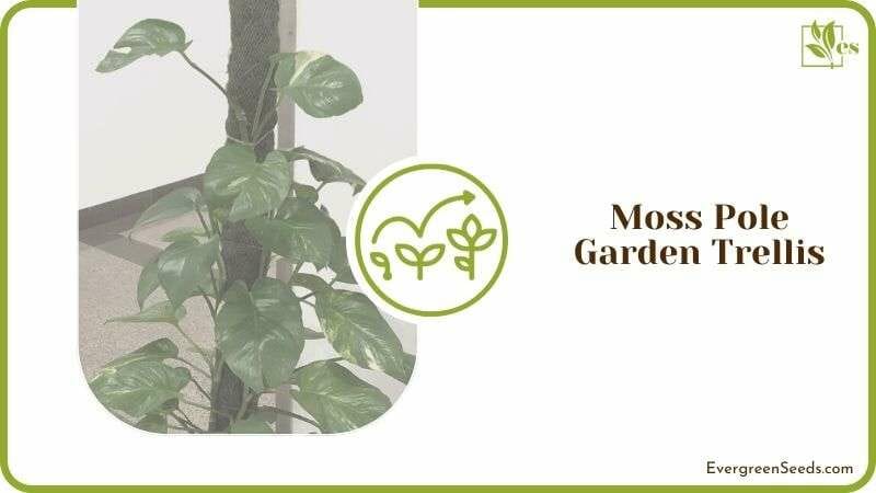 Moss Pole Garden Trellis